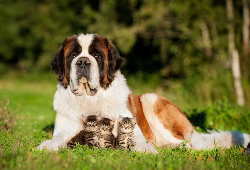 St. Bernard dog lying in grass with three kittens – Salem Animal Hospital Large St. Bernard dog lying on green grass outdoors with three small tabby kittens sitting closely in front, all facing the camera in a sunny natural setting – Salem Animal Hospital