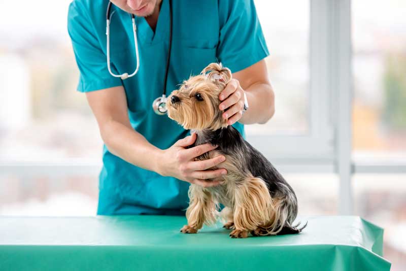 Veterinarian examining small Yorkshire Terrier on table – Salem Animal Hospital A veterinarian in blue scrubs gently examining a small Yorkshire Terrier dog sitting on a green exam table in a bright clinic room – Salem Animal Hospital